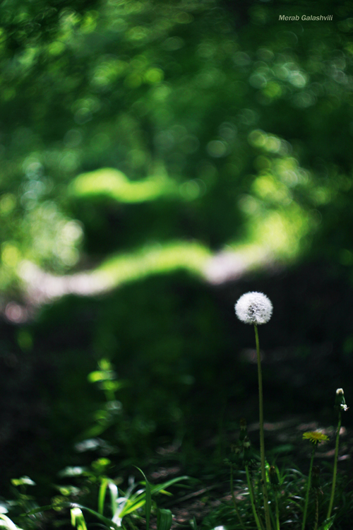 ფოტოგრაფი, რომელიც ადამიანების გადაღებაზე უარს აცხადებს Rating